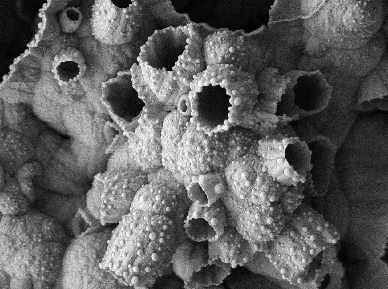<hr>Déposition d’un film polymère de thienothiophène générant des micro-nanostructures. © G. Ramos-Chagas, Nice Lab, Nice.