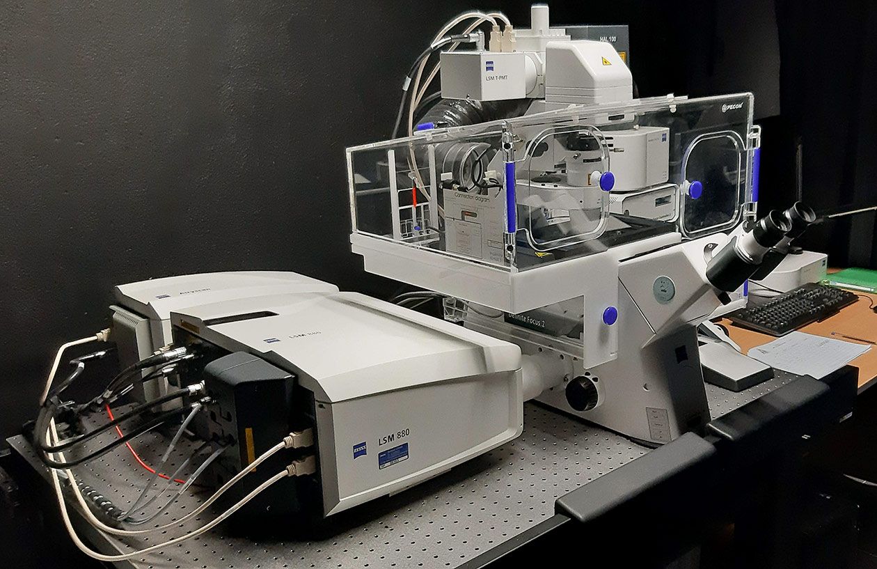 <hr>Microscope LSM880 Fast Airyscan (Zeiss).
