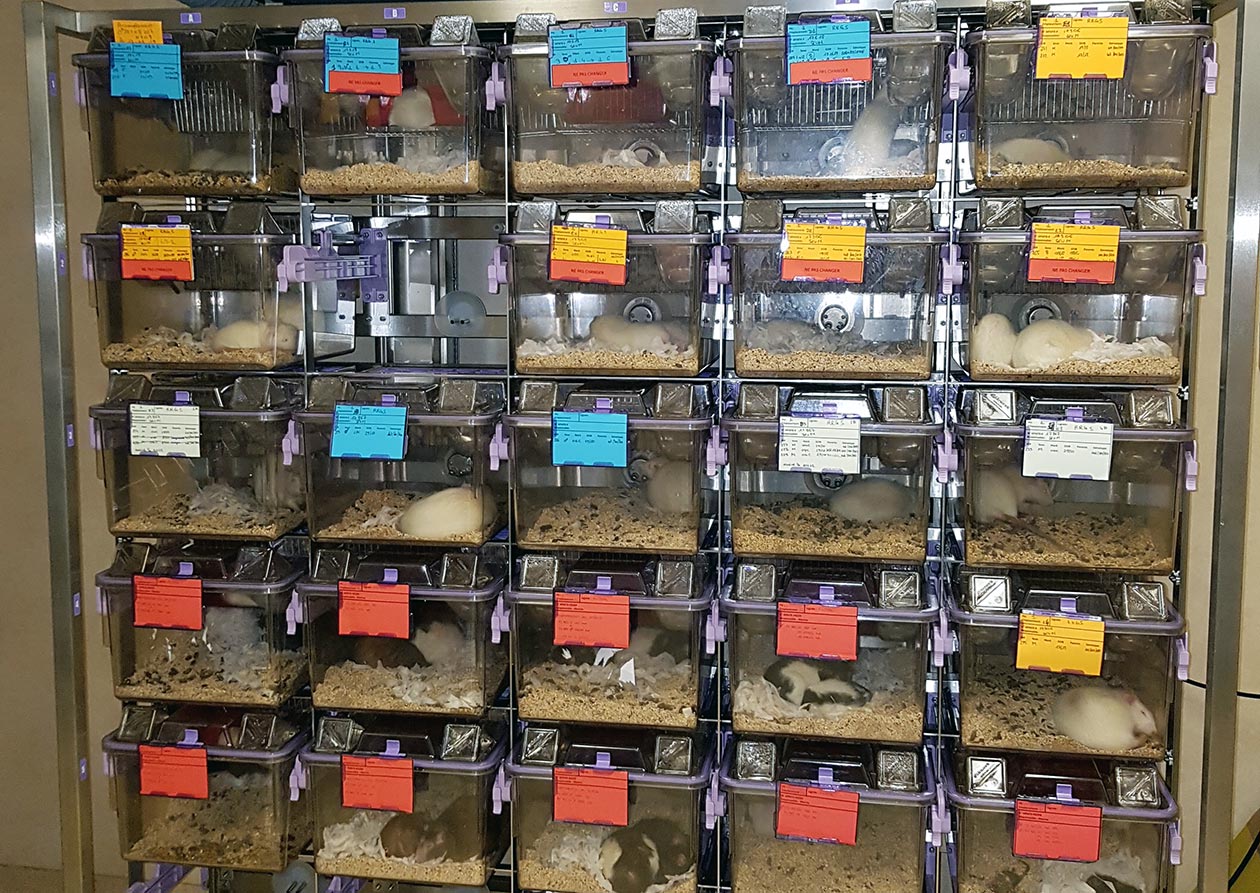 <hr>Portoirs ventilés avec filtre HEPA pour l’hébergement de rats en conditions SPF (specific pathogen free).