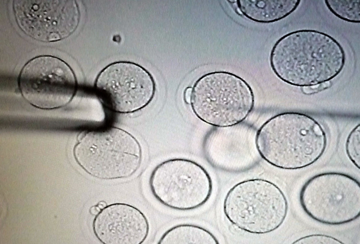 <hr>Zygotes de rat collectés pour la microinjection.