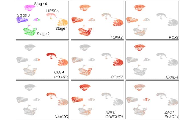 <hr>Clusterisation et expression cellule-spécifique de gènes marqueurs dans une expérience de 3’RNA-Seq sur cellules uniques.