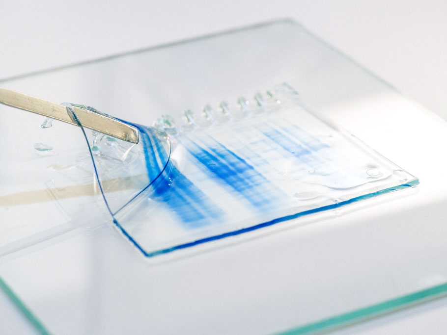 <hr>Gel de protéines.