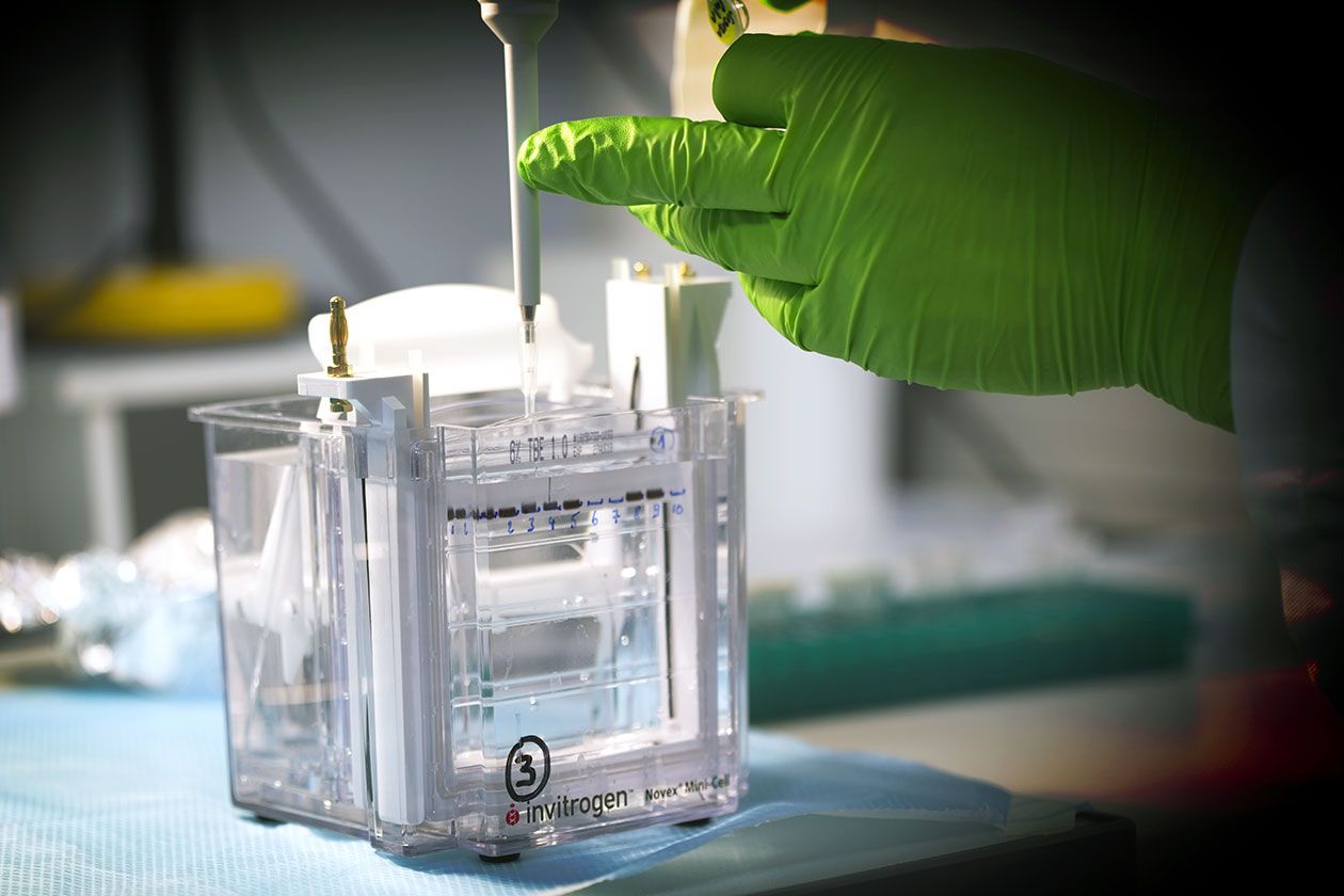 <hr>Purification de librairies de miARNs sur gel d'acrylamide.