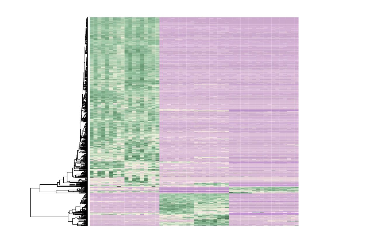 <hr>Classification hiérarchique et carte de chaleur représentant l’expression de gènes identifiés grâce à l’analyse de données de RNA-Seq.