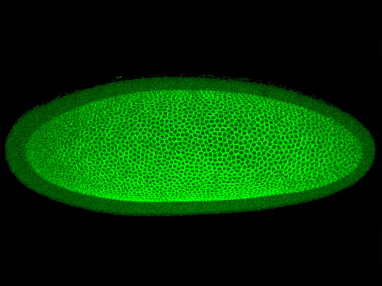 <hr>Embryon de drosophile au cours du développement. Microscopie confocale à fluorescence. © G. Edwards.