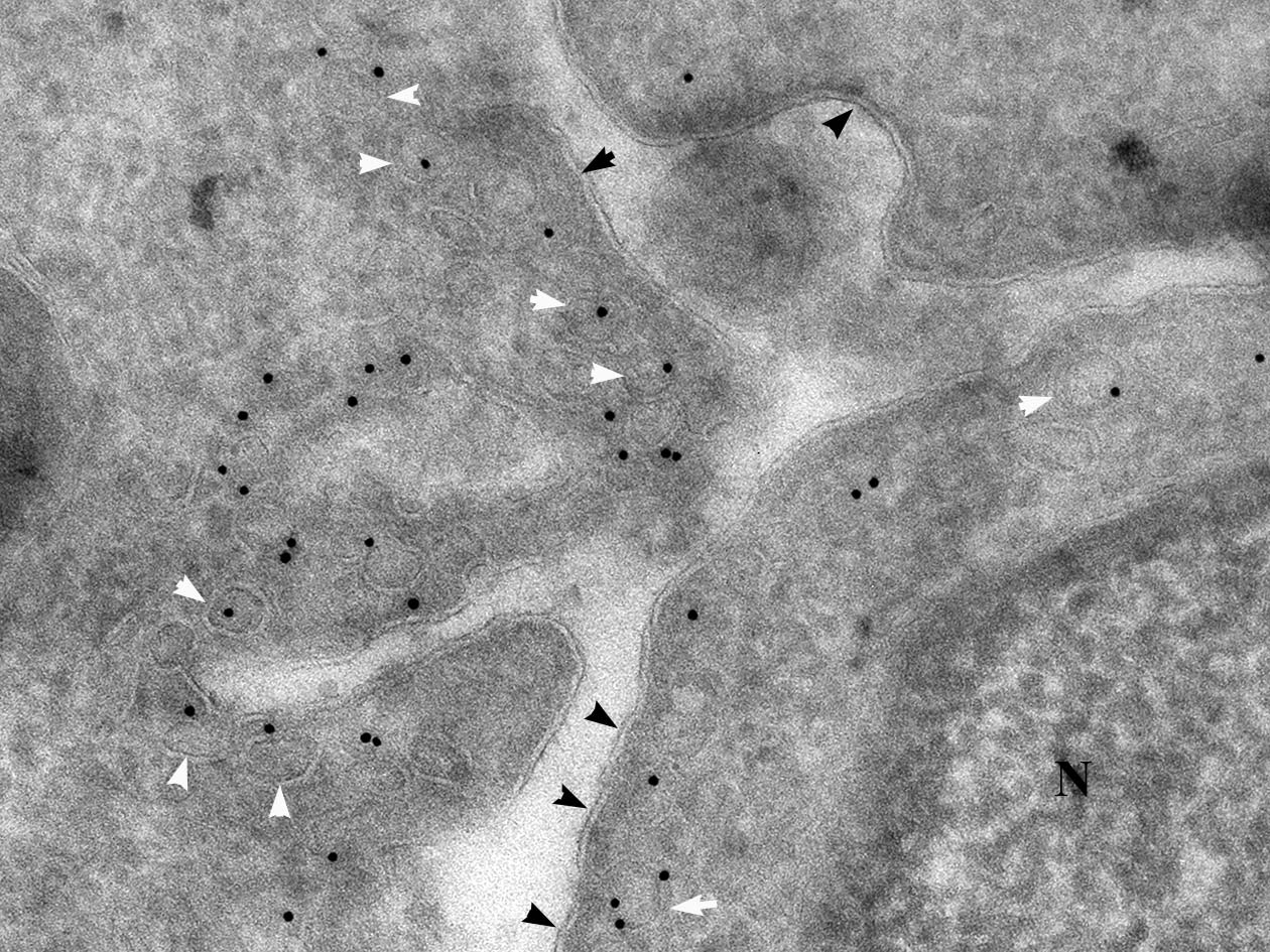 <hr>Immunomarquage (Tokuyasu) des cavéoles dans l’épiderme. Noyau (N), cavéoles (flèches blanches), membrane plasmique (flèches noires). © M. Romao, équipe Raposo.