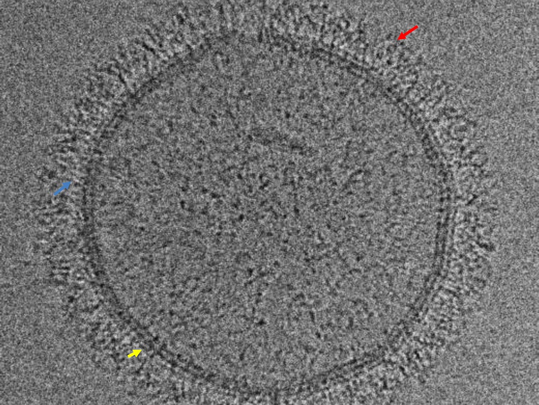 <hr>Cryo-EM de myosine 1b liée à une vésicule contenant du PIP2 (têtes en rouge, queues en bleu et domaines fixant le PIP2 en jaune). © A. Di Cicco, équipe Lévy.
