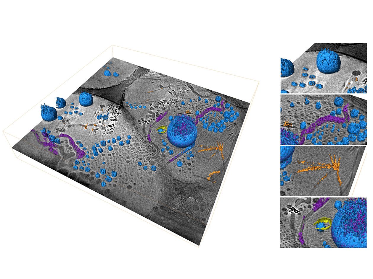 <hr>Etude par cryo-MET de l'organisation supramoléculaire de polymères. La segmentation permet de colorer et mettre en évidence les différentes structures observées. © M.H. Li, ENSCP.