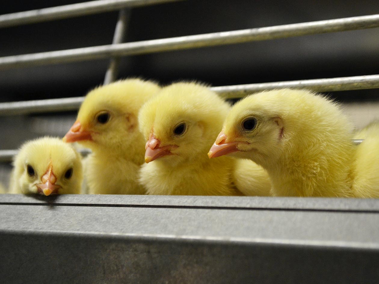 <hr>Production de poussins à statut sanitaire EOPS.