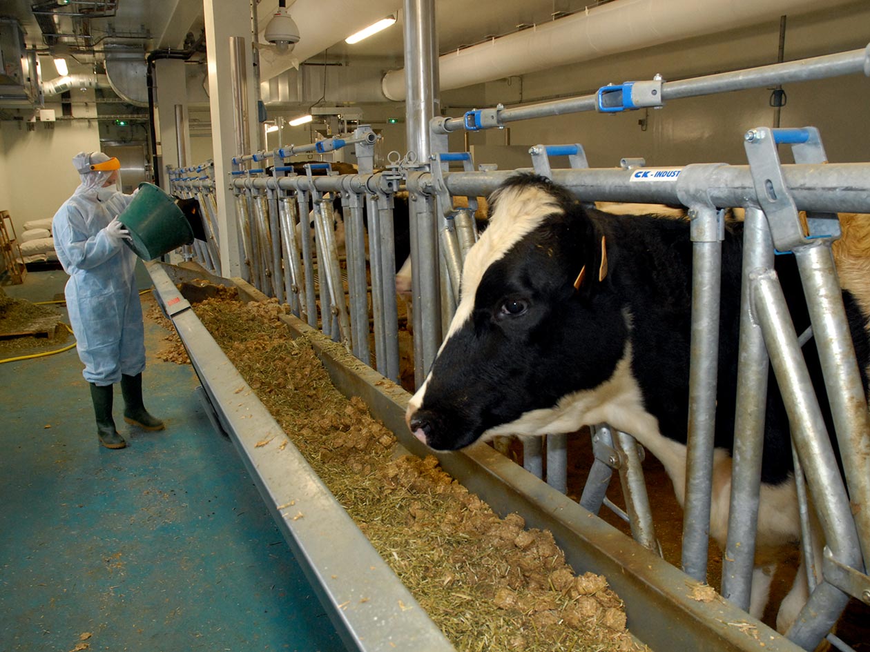 <hr>Bovins dans une animalerie confinée.