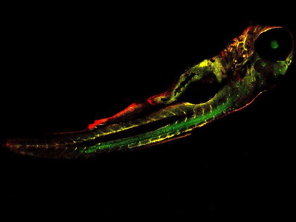 <hr>Image de poisson-zèbre obtenue en microscope biphoton Nikon A1MP avec objectif x25.