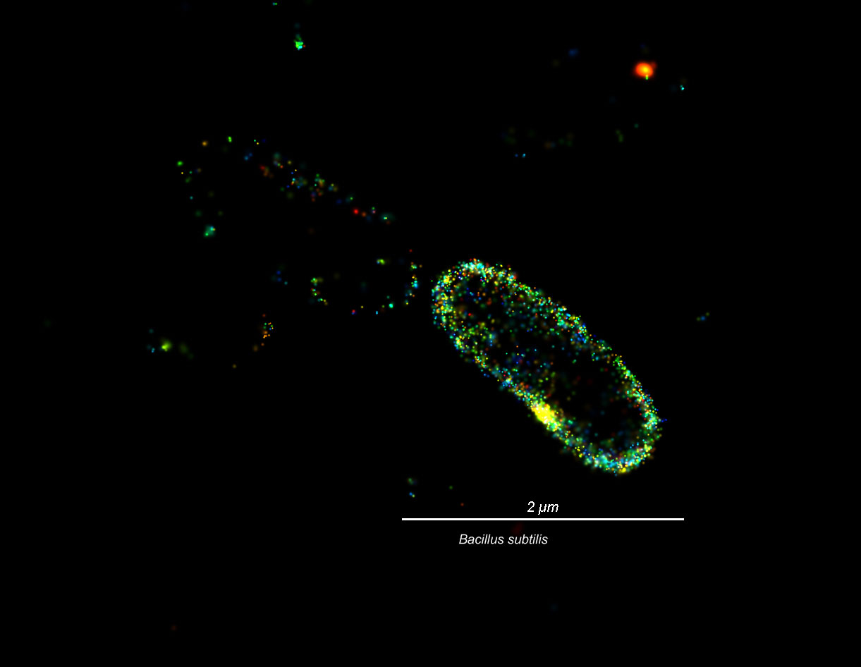 <hr>Bactérie Bacillus subtilis observée en microscopie super résolue STORM grâce à un marquage membranaire Alexa 647 WGA.