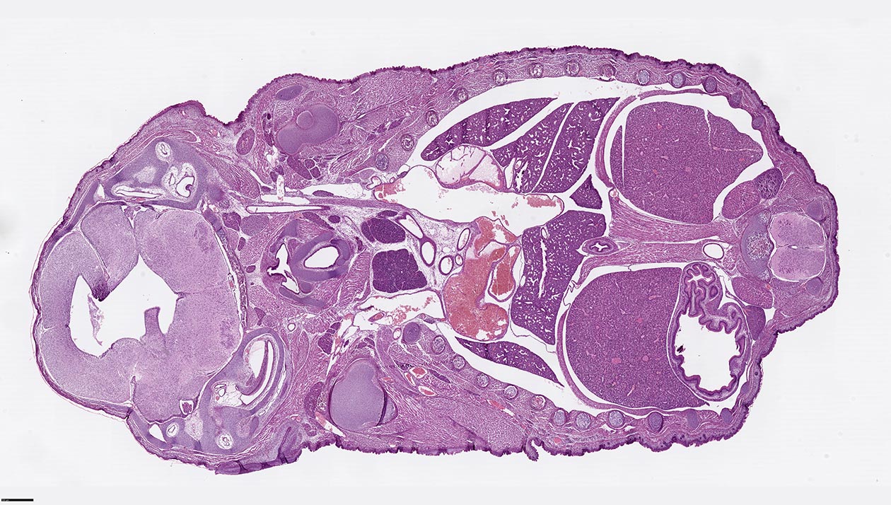 <hr>Coupe transversale d’un embryon de souris coloré à l’hémalun-éosine.