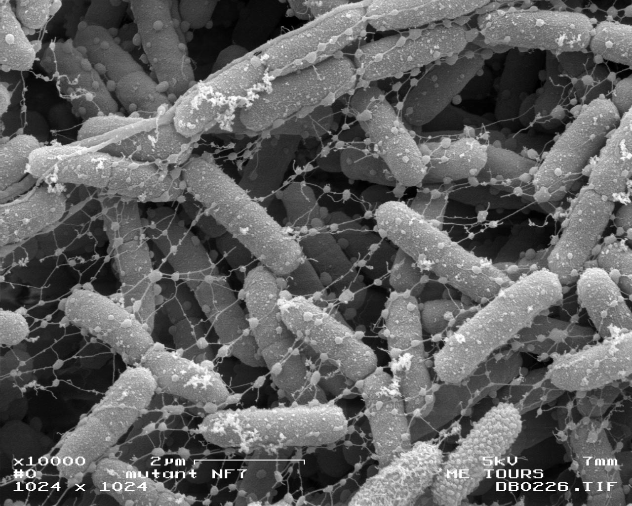 <hr>Biofilm bactérien observé au MEB.