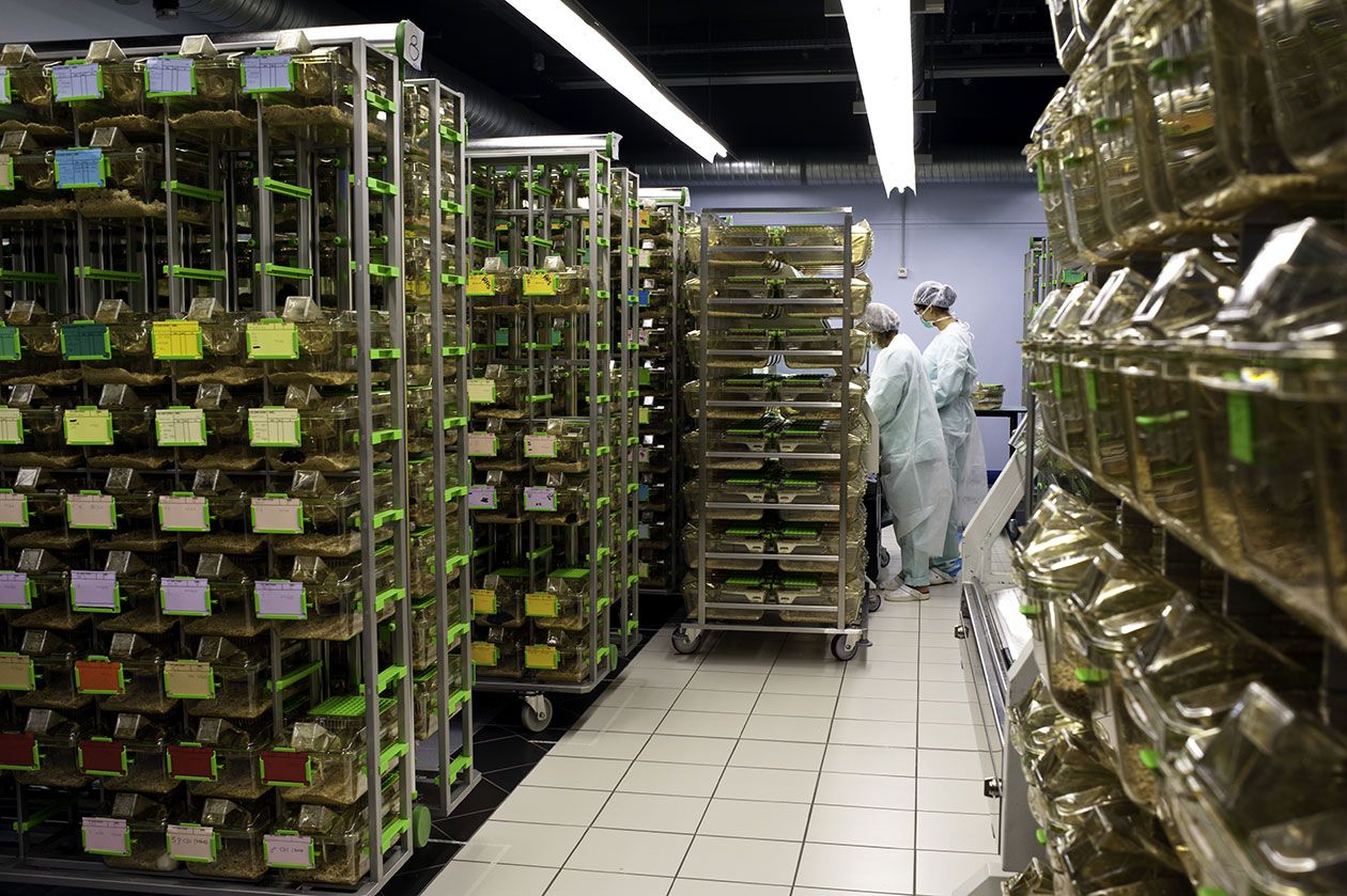<hr>Hébergement contrôlé. © Inserm, P. Latron.