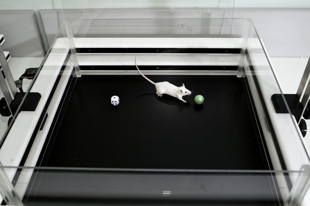<hr>Evaluation de la mémoire et de l’apprentissage chez la souris avec le test de reconnaissance d’objet. © Inserm, P. Latron.