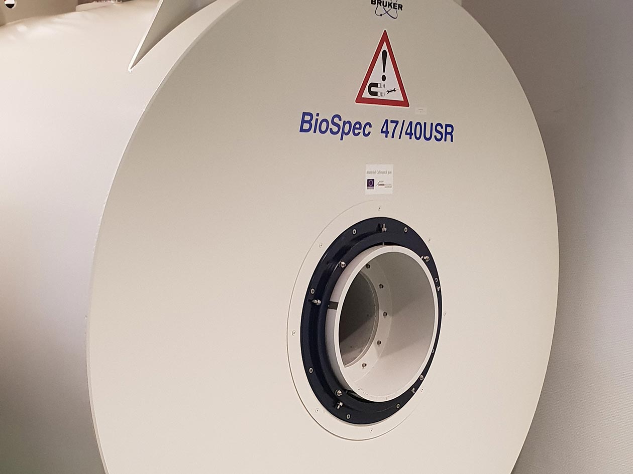 <hr>IRM 4.7T pour l’imagerie de larges champs de vue chez l’animal.