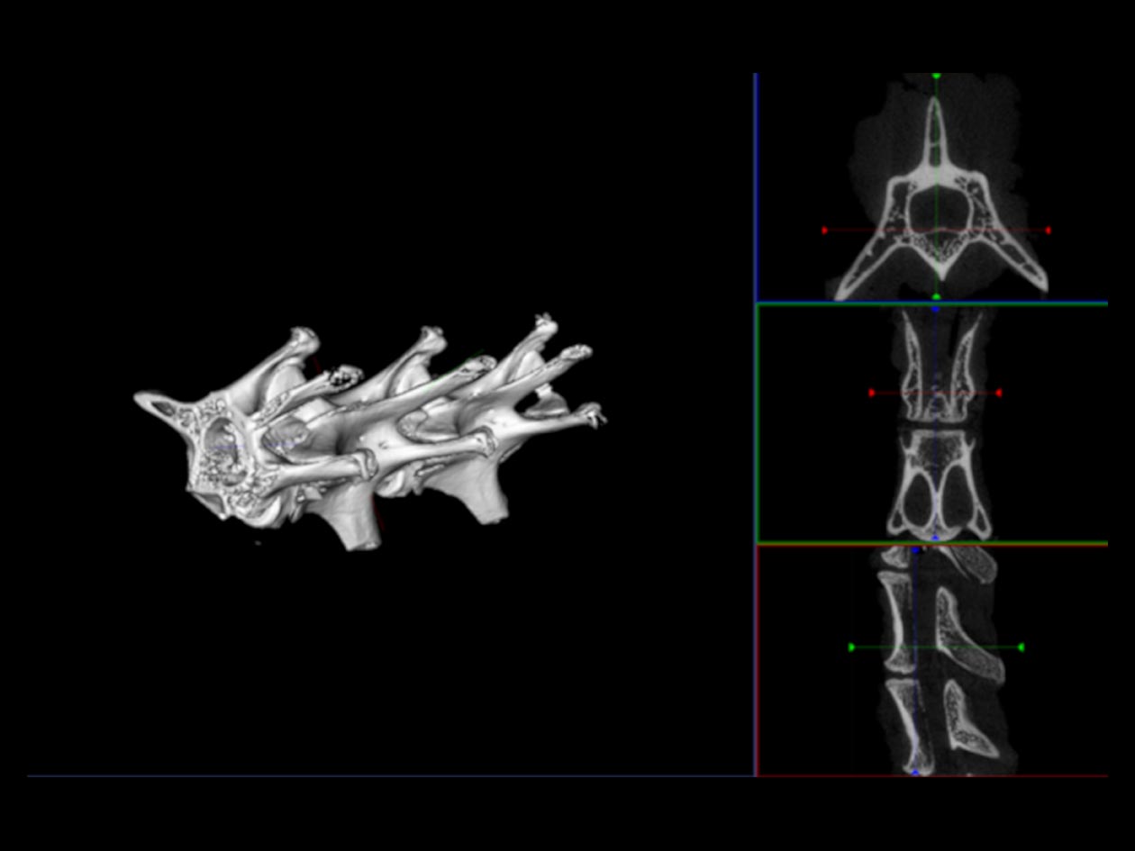 <hr>Rachis lombaire de lapin imagé grâce au scanner à rayons X.