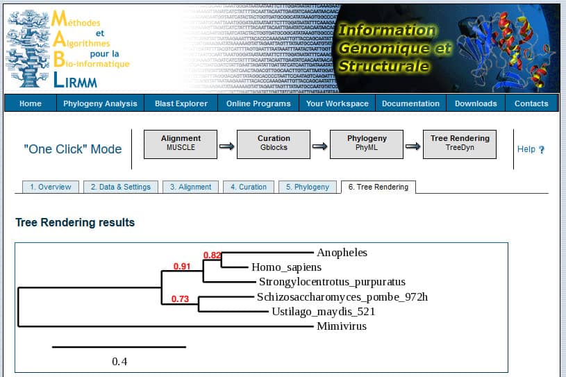 <hr>Exemple de résultat obtenu avec Phylogeny.fr.