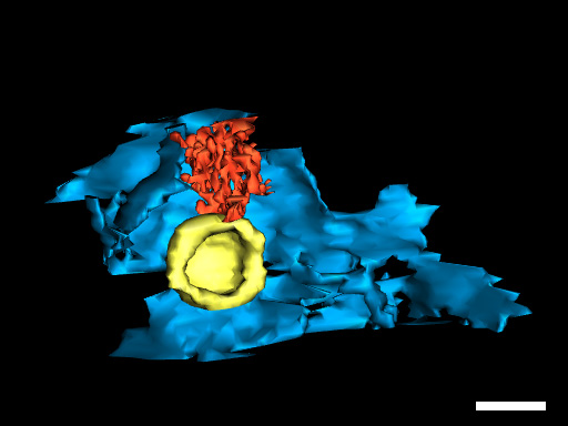 <hr>Reconstruction 3D d’un autophagosome (en jaune) et du réticulum endoplasmique (en bleu). Acquisition SBF-SEM et modélisation 3dmod.