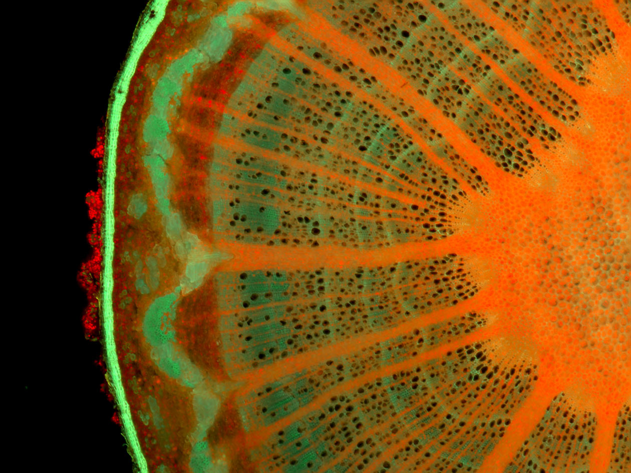 <hr>Observation de la répartition de la chlorophylle dans une coupe de tige de hêtre © R. Le Bars.