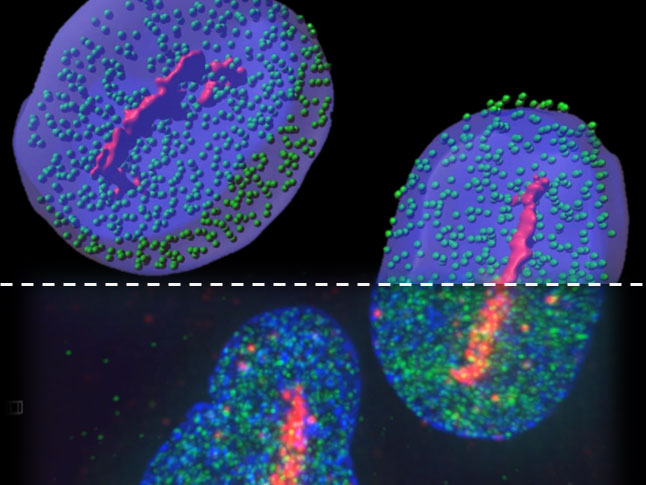 <hr>Localisation de Ku70 (en vert) et H2AX (en rouge) dans le noyaux de cellules U2OS (en bleu). © R. Le Bars.