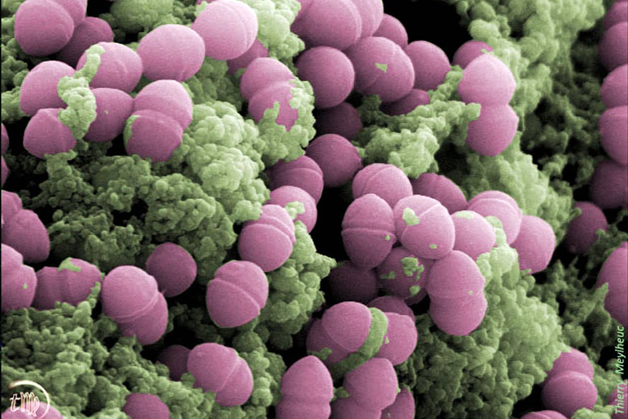 <hr>Streptococcus thermophilus LMD9 et protéines du lait observés en MEB colorisé. © M. Thomas, F. Rul, T. Meylheuc, MIMA2.