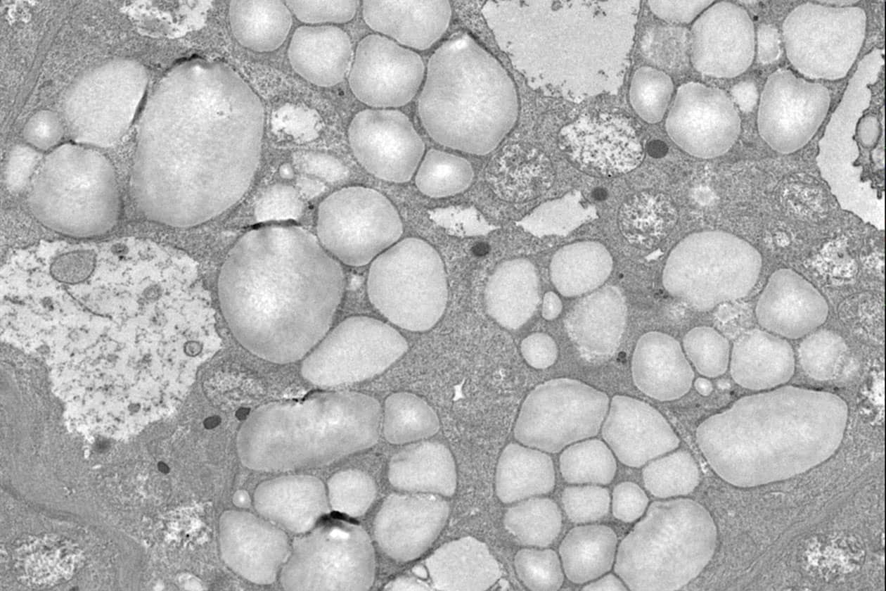 <hr>Gouttelettes de nectar dans les nectaires de fleurs de melon (x 2000). © H. Morin, F. Slavkovic, C Longin, MIMA2.