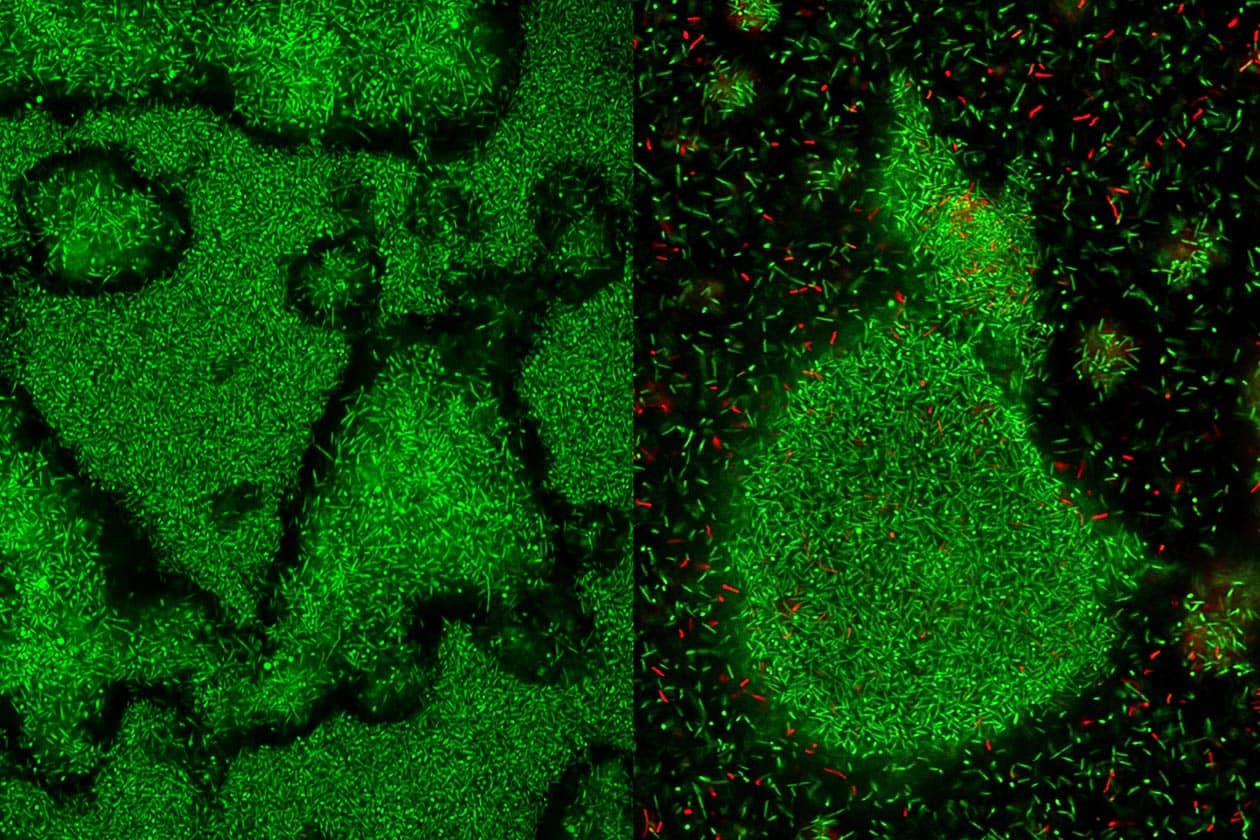 <hr>Biofilms de Bacillus pumilus observés par microscopie confocale à balayage laser Leica SP8. © J. Deschamps, MIMA2.