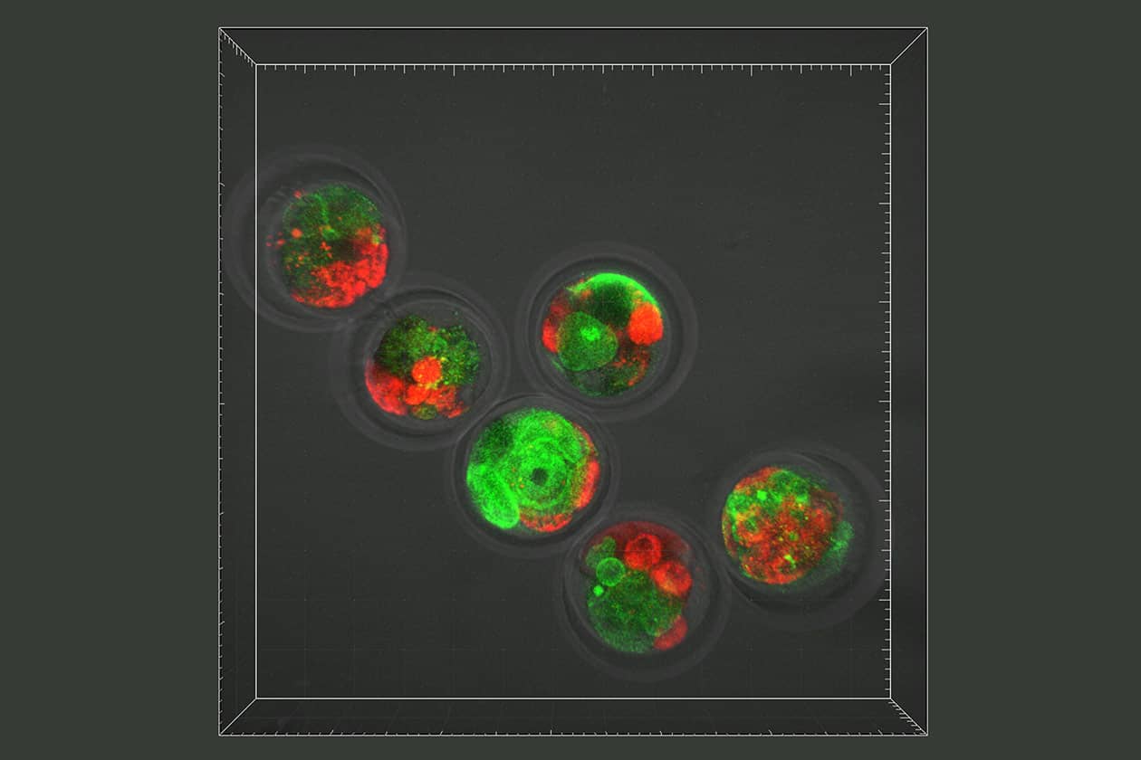 <hr>Embryons bovins 72 heures après injection de DiI et de Ras-GFP au stade 2 cellules. © N. Beaujean, P. Adenot, MIMA2.