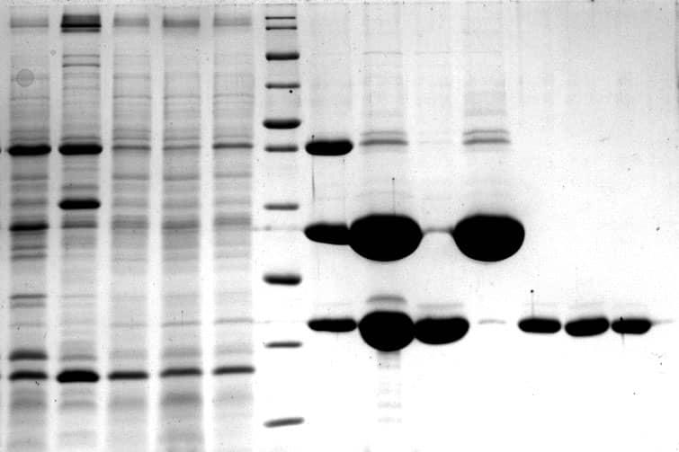 <hr>Analyse SDS PAGE de la purification d’une protéine recombinante.