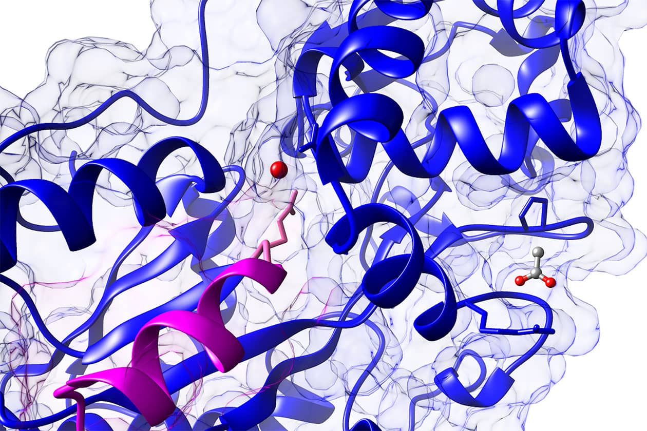 <hr>Structure cristalline d'une protéine en complexe avec du fer.
