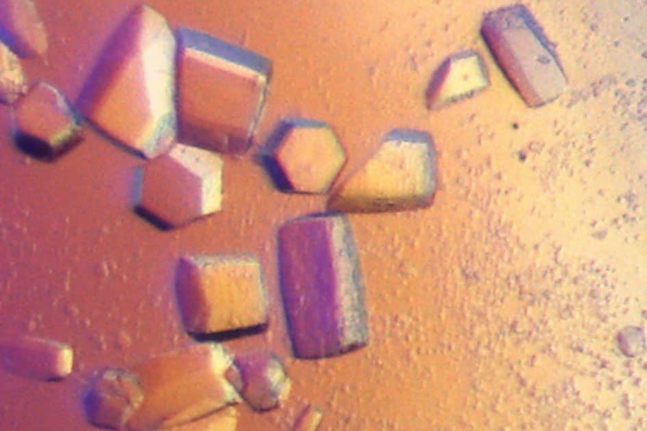 <hr>Cristaux de protéines de Streptococcus pneumoniae.