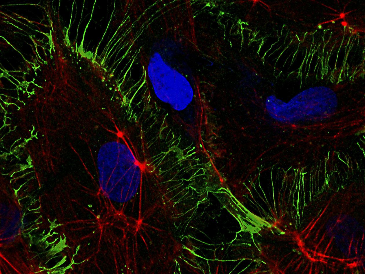<hr>Cardiomyocytes.