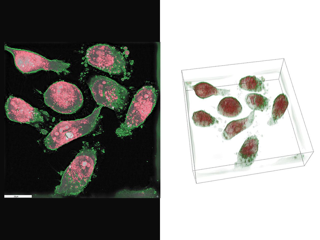 <hr>Holotomographie pour l'imagerie cellulaire 3D sans marquage.