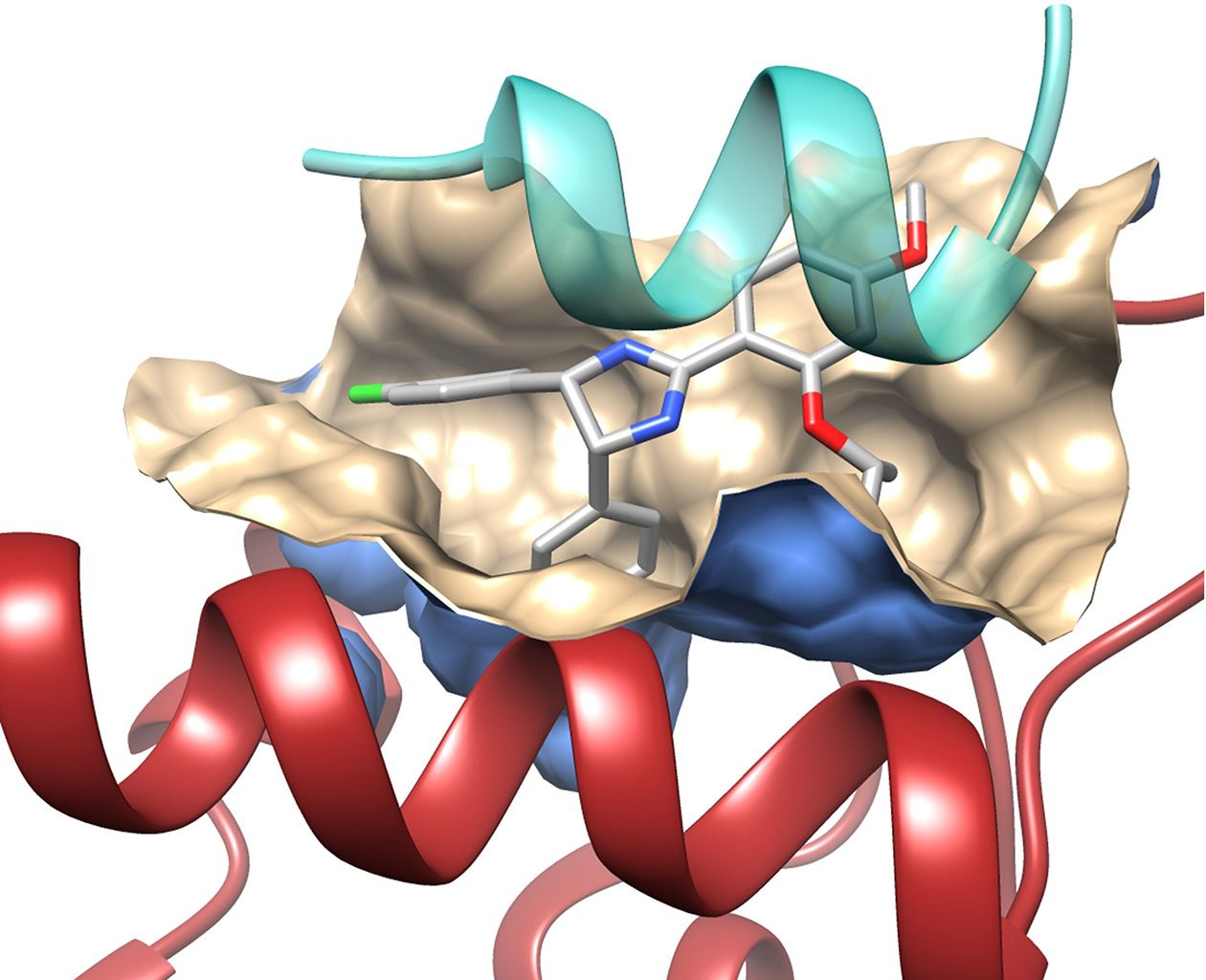 <hr>Inhibition de l’interface p53-mdm2 par une petite molécule.
