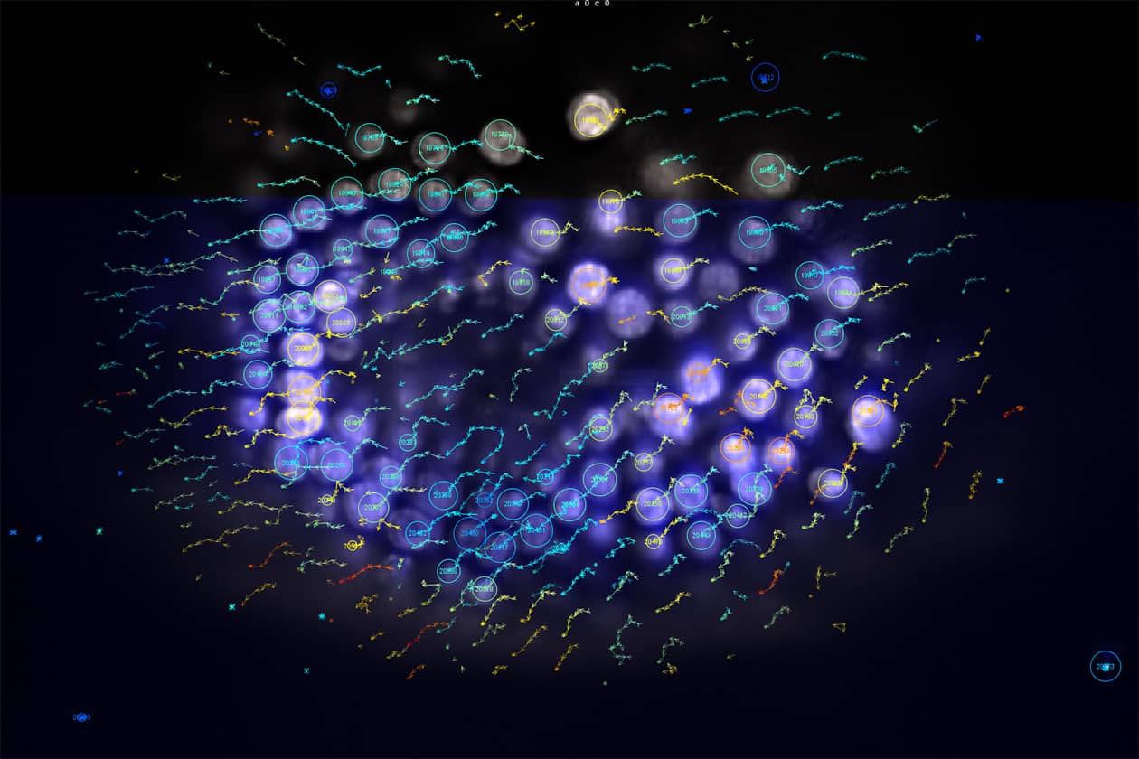 <hr>Suivi de cellules dans un embryon de Parhyale hawaiensis. © Wolff et al., 2018.