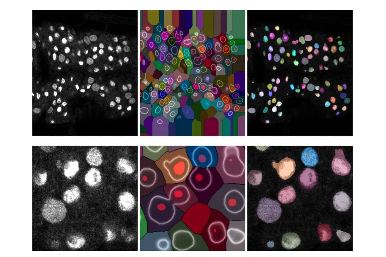 <hr>Identification et segmentation de cellules souches dans le cerveau post-embryonnaire de drosophile. © P. Speder (Institut Pasteur), S. Rigaud (IAH).