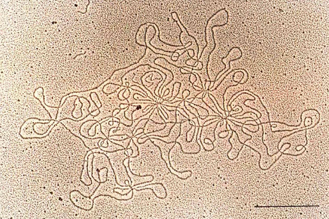 <hr>Observation en microscopie électronique de l’étalement d’une molécule d’ADN de baculovirus.