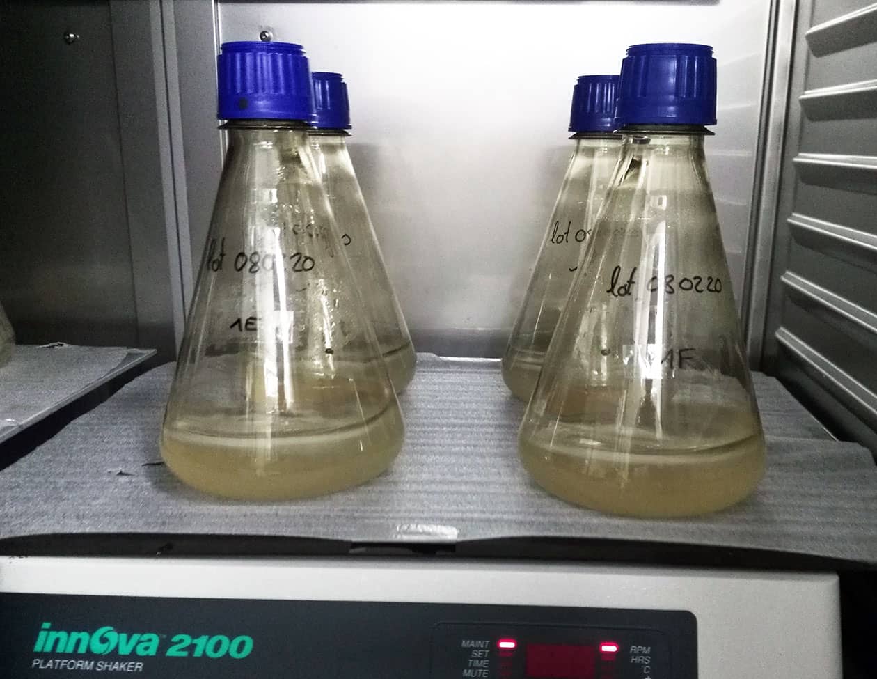 <hr>Culture de cellules d’insecte sous agitation à 28°C.