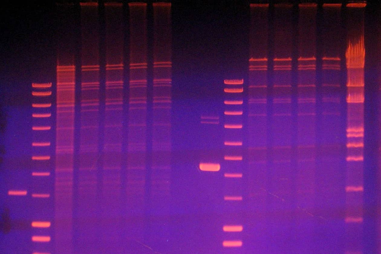 <hr>Migration sur gel d’agarose d’ADN de baculovirus recombinant après digestion par une enzyme de restriction et coloration au BET.