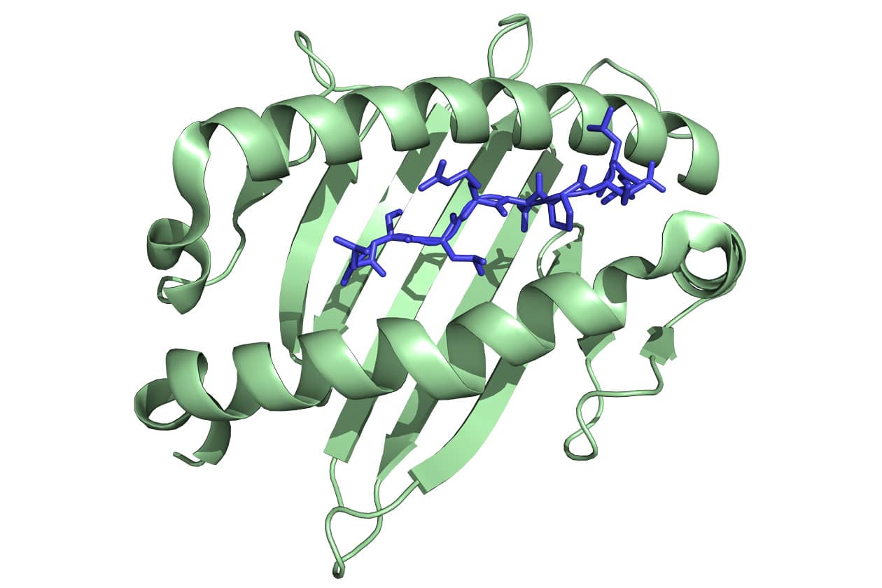 <hr>Structure d’un complexe MHC/peptide obtenue à l'aide du logiciel Pymol.
