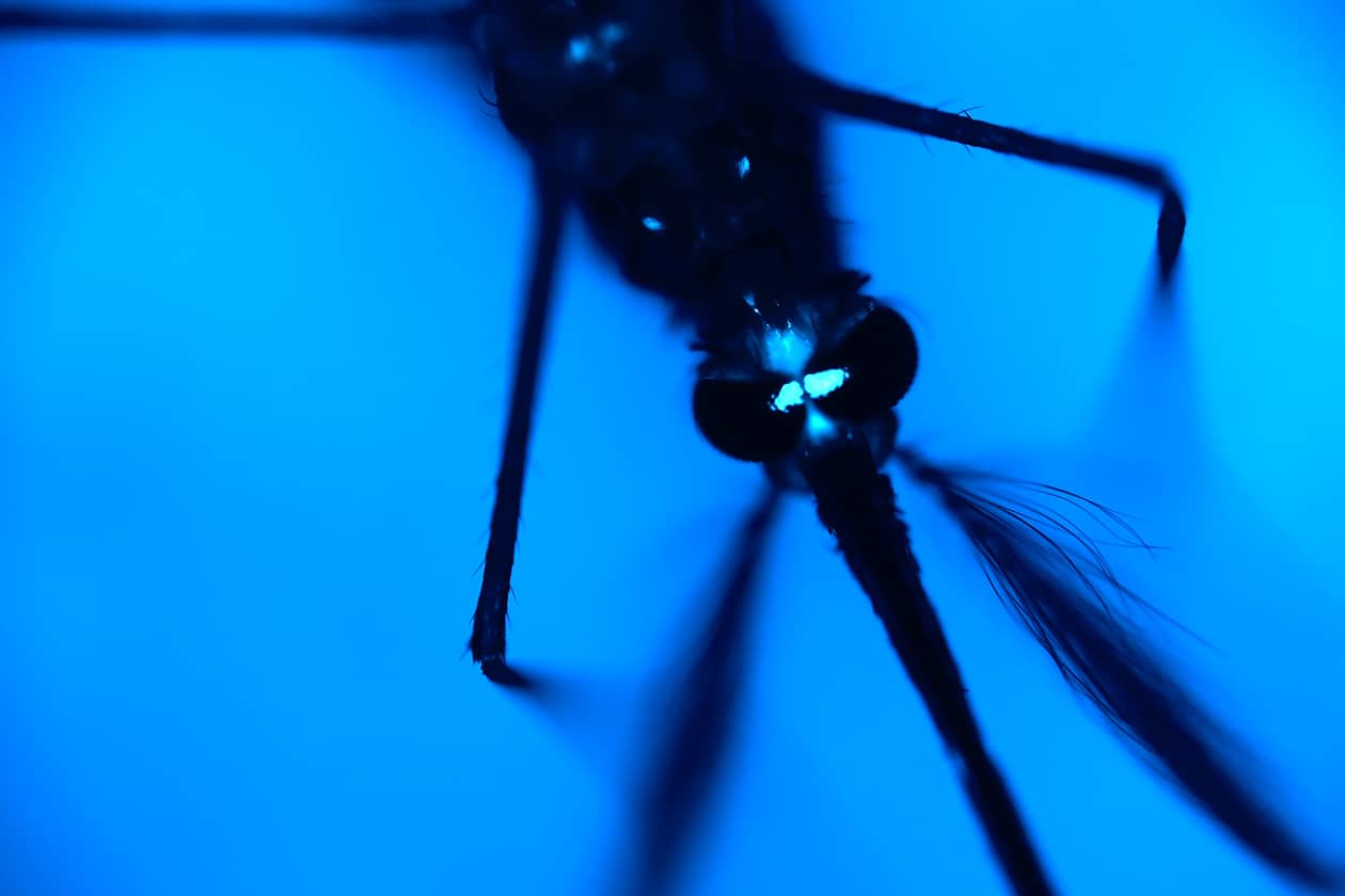 <hr>Gros plan sur une tête de moustique anophèle transgénique exprimant un marqueur bleu fluorescent (CFP).