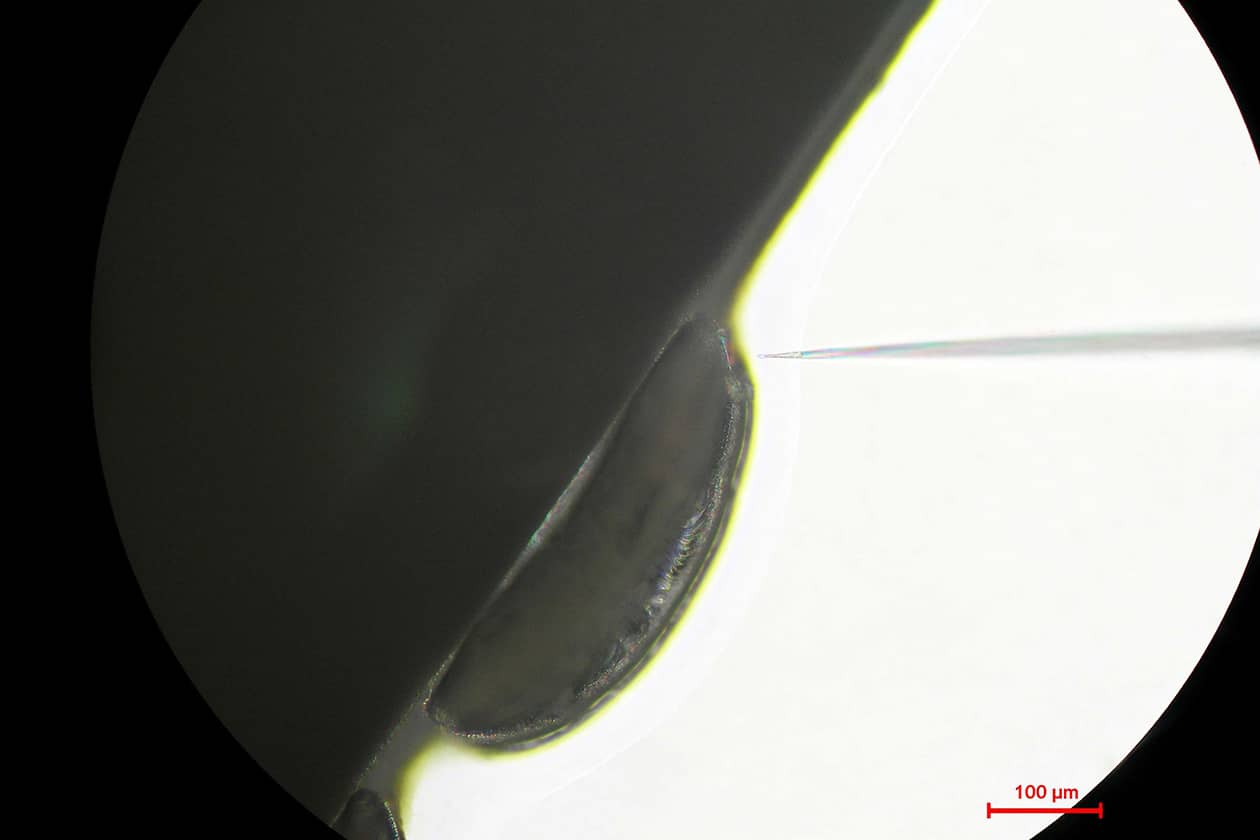 <hr>Injection de matériel génétique dans un œuf de moustique pour la production de lignées transgéniques. © E. Marois.