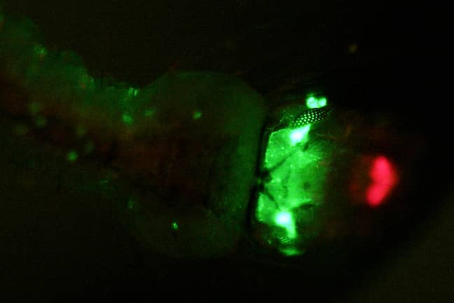 <hr>Certains gènes rapporteurs fluorescents montrent parfois des patterns d’expression surprenants, ici dans les pièces buccales d’une larve d’anophèle. © E. Marois.