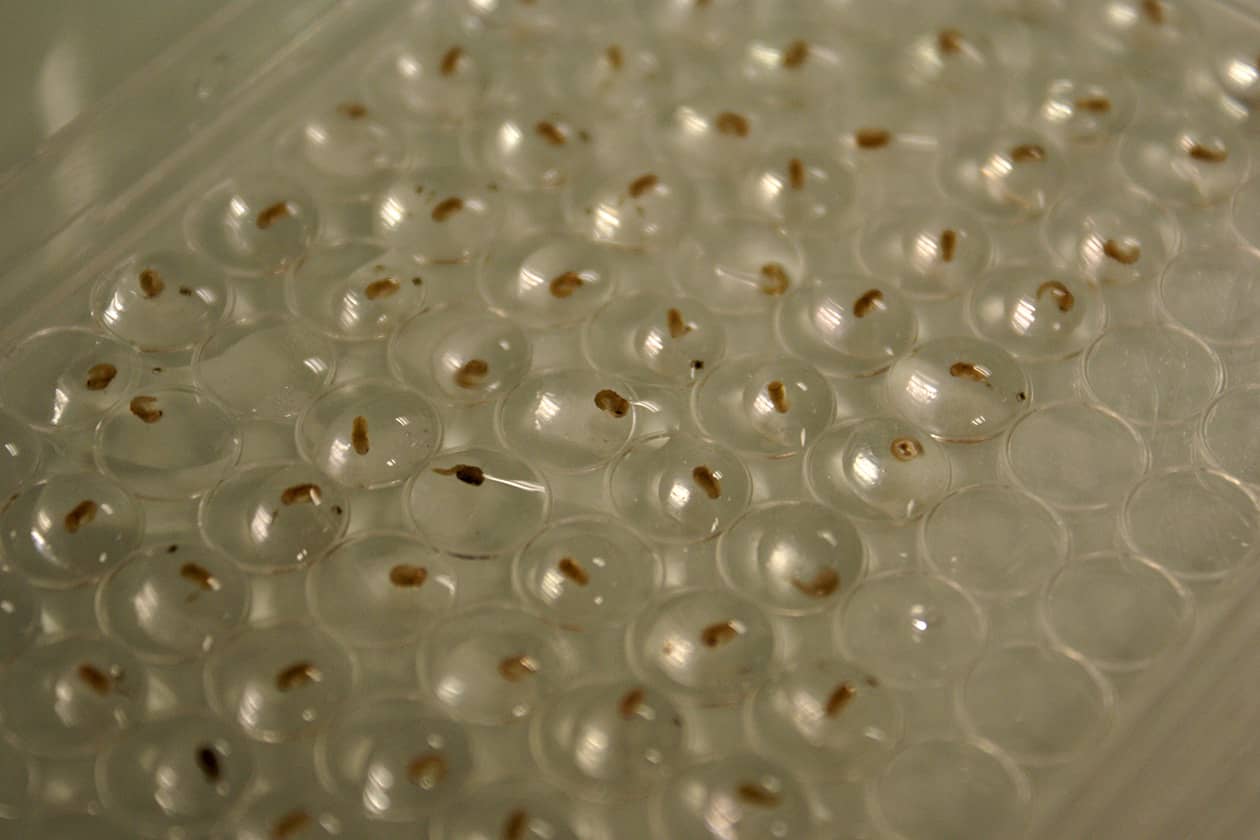 <hr>Entre le stade larvaire et le stade adulte, les pupes, ou nymphes, sont isolées pour ensuite être observées et si besoins triées à la loupe binoculaire à fluorescence. © A. Gaudry.