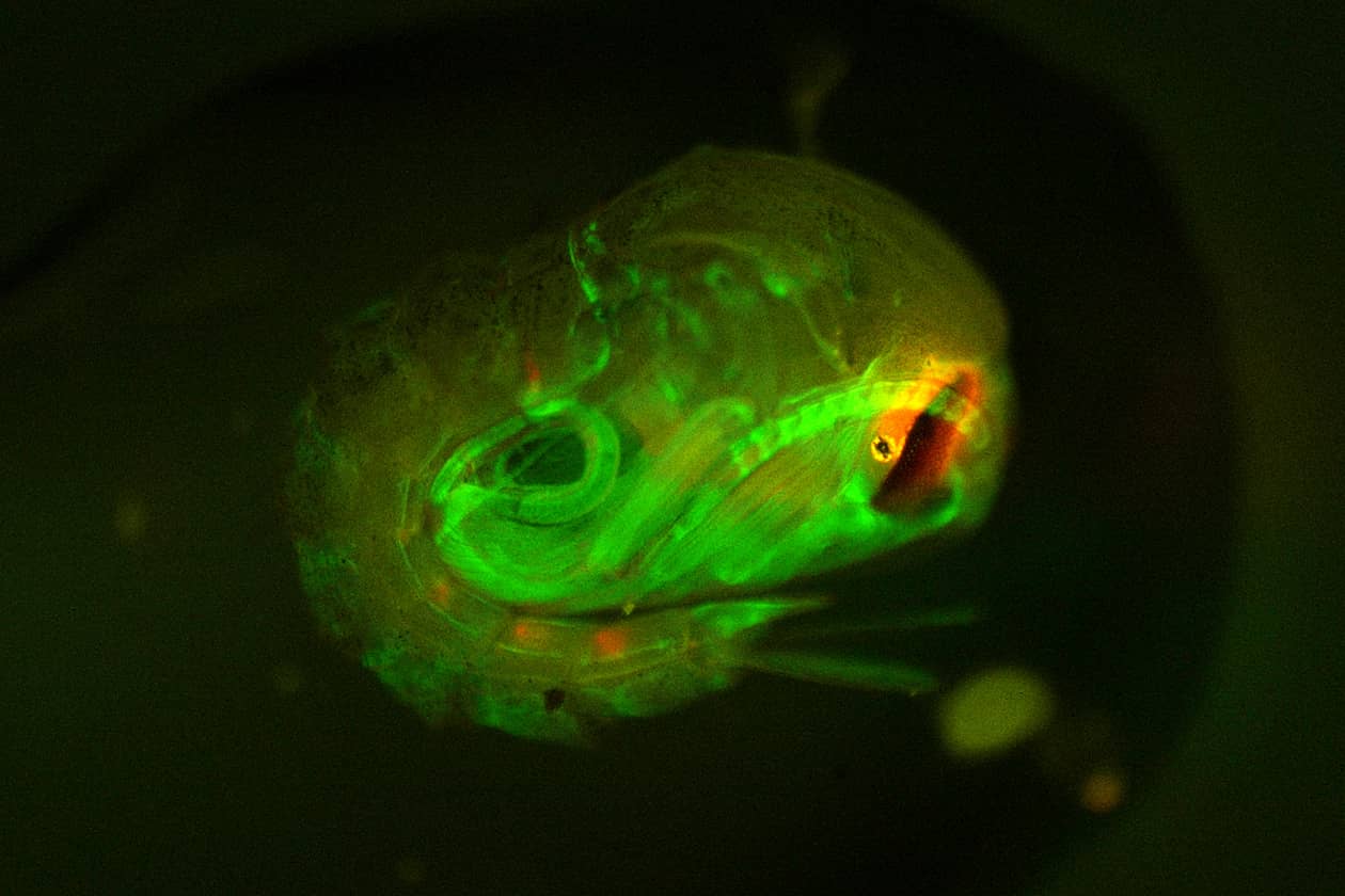 <hr>Nymphe de moustique exprimant différents gènes rapporteurs. © E. Marois.