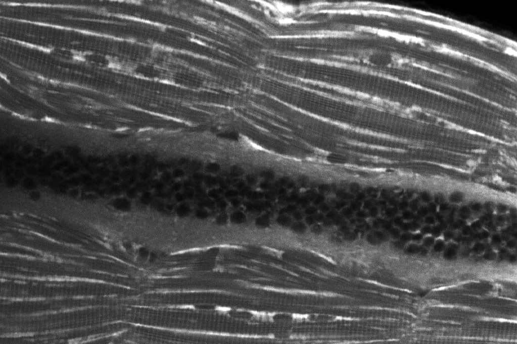 <hr>Coupe optique au niveau de la queue d’un poisson zèbre offrant une vue détaillée sur les muscles et la moelle épinière.