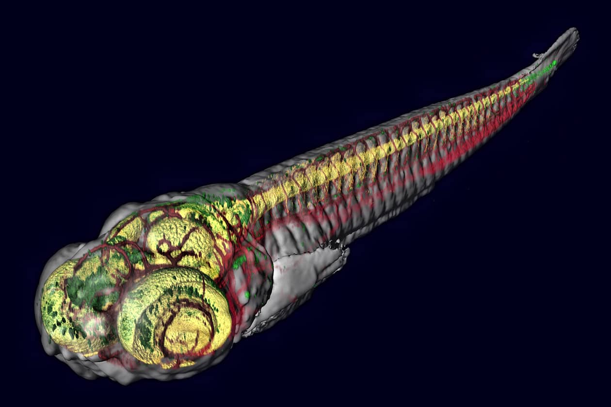 <hr>Rendu volumique d’un marquage par immunofluorescence d’une larve de poisson zèbre âgée de 5 jours.