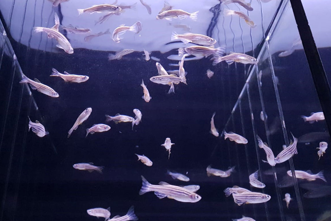 <hr>Aquarium de poissons zèbres.